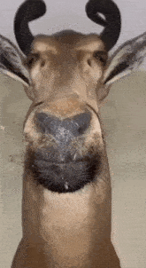 Deer Stare GIF - Deer Stare GIFs