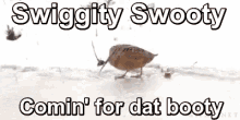 booty shake that booty bird shake it swiggity swooty