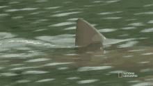 Shark Fin Bull Shark Vs Hippo GIF - Shark Fin Bull Shark Vs Hippo Secrets Of The Bull Shark GIFs