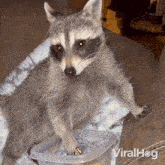 Eating Popcorn Raccoon GIF - Eating Popcorn Raccoon Viralhog GIFs