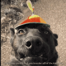 Dogs Funny Animals GIF - Dogs Funny Animals Cute Dogs GIFs