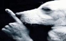 a close up of a dog 's face with a person 's hand pointing at it