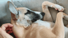 Whippet Dog Scratch Ear Cuddle GIF