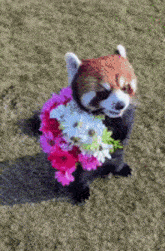 Red Panda Holding Flowers GIF