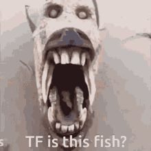 Fish GIF - Fish GIFs