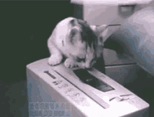 Cat Shredding GIF - Cat Shredding Paper GIFs