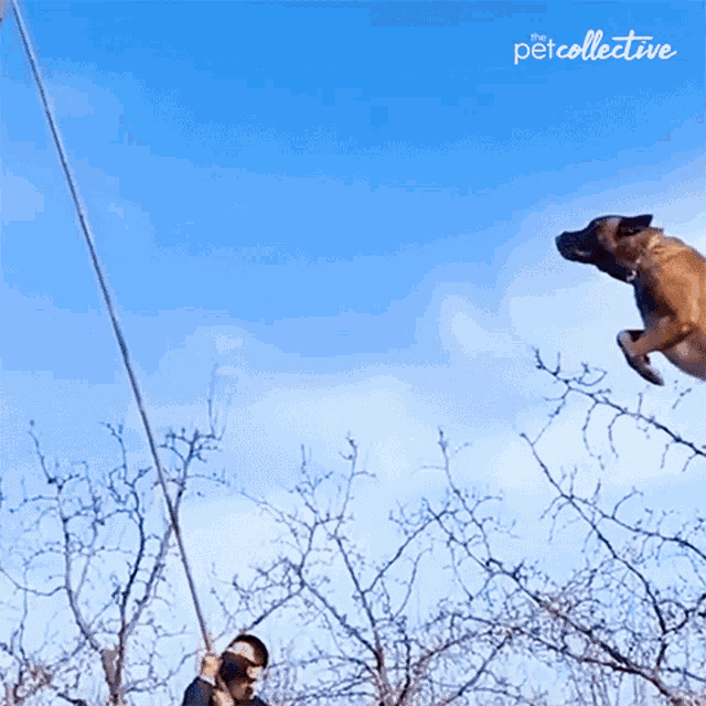 Jump High The Pet Collective GIF - Jump High The Pet Collective Flying -  Discover & Share GIFs