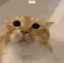 Moo Cat Cat Meme GIF - Moo Cat Cat Meme Moo Cat Meme GIFs