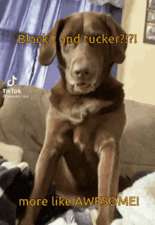 Blackt Tuck GIF - Blackt Tuck Tucker GIFs
