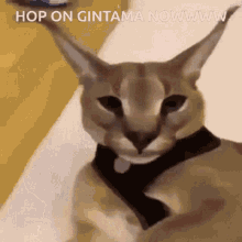 Hop On GIF - Hop On Gintama GIFs