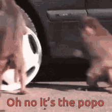 Oh No It Is Popo GIF - Oh No It Is Popo Monkey GIFs