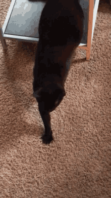 Awooga Cat GIF - Awooga Cat GIFs