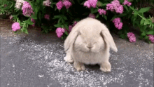 rabbit cute