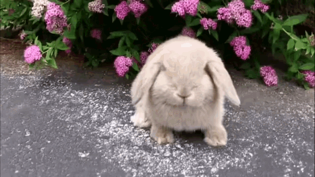 Rabbit Cute GIF - Rabbit Cute GIFs
