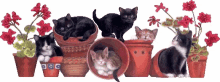 cats flowerpot