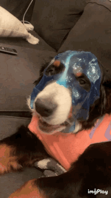 Havey Dog GIF - Havey Dog Face Mask GIFs