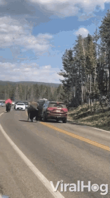 Bisons On The Road Viralhog GIF - Bisons On The Road Viralhog Bisons Causing Traffic GIFs