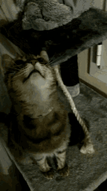 Miau Cat GIF - Miau Cat Meow GIFs
