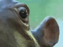 Hellooooo GIF - Hippo Eye Close Up GIFs