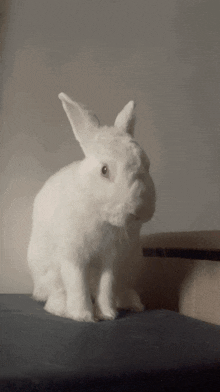 a white rabbit is sitting on a bed and looking at the camera