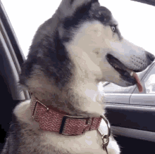 a husky dog wearing a red and white collar is sitting in a car