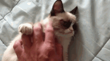 The Original Grumpy Cat GIF - Cat Grumpy Cat Grumpy GIFs