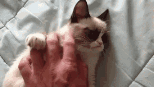 Grumpy Cat Say What GIF - GrumpyCat SayWhat Trendizisst - Discover & Share  GIFs