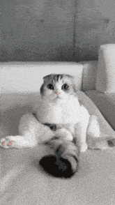 Muu Cat Muu Youtube GIF - Muu Cat Muu Youtube Cute Cat GIFs