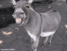 donkey ass smile smiling mocking