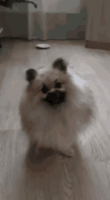 Spitz Dog GIF - Spitz Dog Puppy GIFs