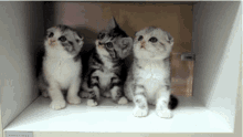 Scared Cat GIF - Scared Cat Kitty GIFs