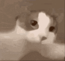 Cat Catkiss GIF - Cat Catkiss GIFs