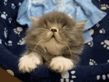 Funny Animals Cats GIF - Funny Animals Cats Sleepy GIFs
