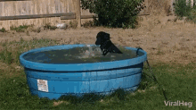 Viralhog Labrador GIF - Viralhog Labrador Splashing GIFs