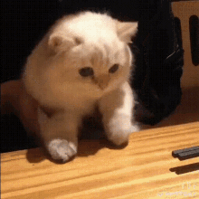 Jump Cat GIF - Jump Cat - Discover & Share GIFs