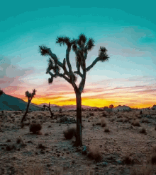 Desert Sundown GIF - Desert Sundown Photographer GIFs