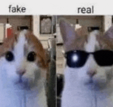 Real Fake GIF - Real Fake Cat GIFs