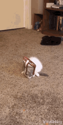 Doritos Bag Cat GIF - Doritos Bag Cat Kitty GIFs