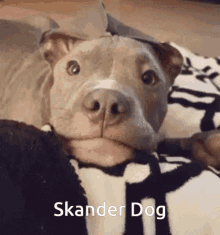 Skander Skander Dog GIF