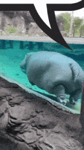 Begemot Hippo GIF