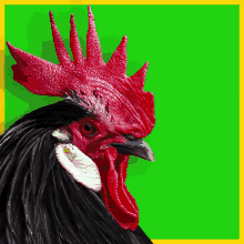 Amir Chicken Amir GIF