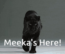 Meeka GIF - Meeka GIFs