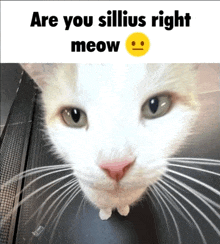 Silly Cat GIF - Silly Cat Silly Cat GIFs