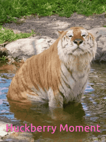 Huckberry Tiger GIF