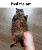 a fat cat is laying on its back on a wooden floor with a sausage being thrown at it .
