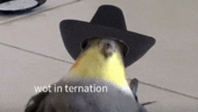 Confused Bird GIF - Confused Bird Cowboys GIFs
