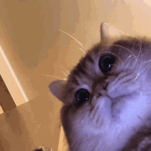 Hosico Cat GIF - Hosico Cat Cat Camera GIFs