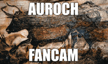 a poster with a picture of a bull and the words auroch fancam on it