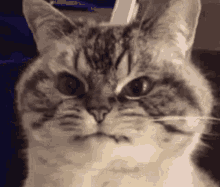 Angry Angry Cat GIF - Angry Angry Cat GIFs