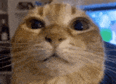 Wuh Cat GIF - Wuh Cat GIFs
